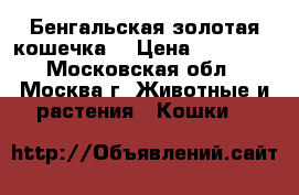 Бенгальская золотая кошечка  › Цена ­ 15 000 - Московская обл., Москва г. Животные и растения » Кошки   